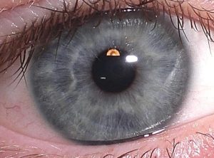 Blue-gray Iris