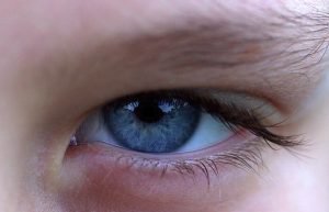 2a: Blue Iris