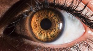 11: Light-brown Iris