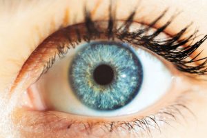 1c: Sky-blue Iris